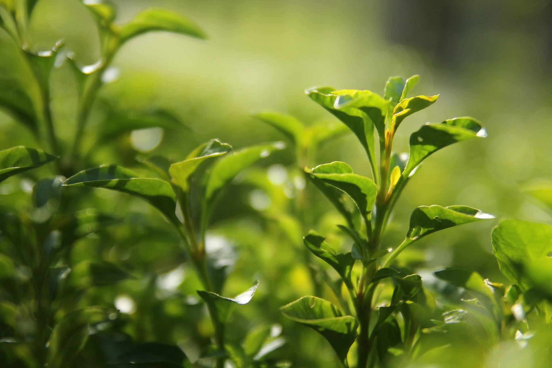 mint-checkout-footer.jpg
